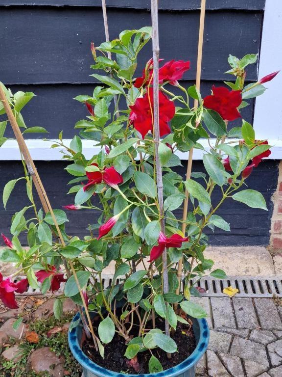 Abingplough House Bed & Breakfast Abingdon-on-Thames Bagian luar foto